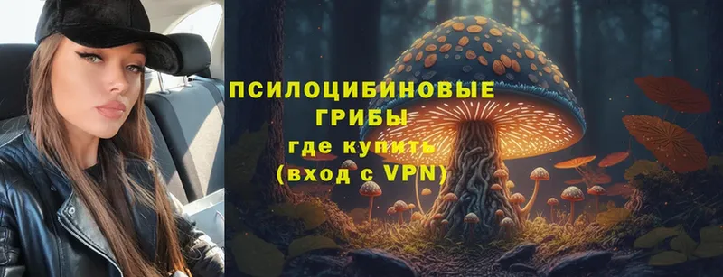 Галлюциногенные грибы Psilocybine cubensis  Анжеро-Судженск 